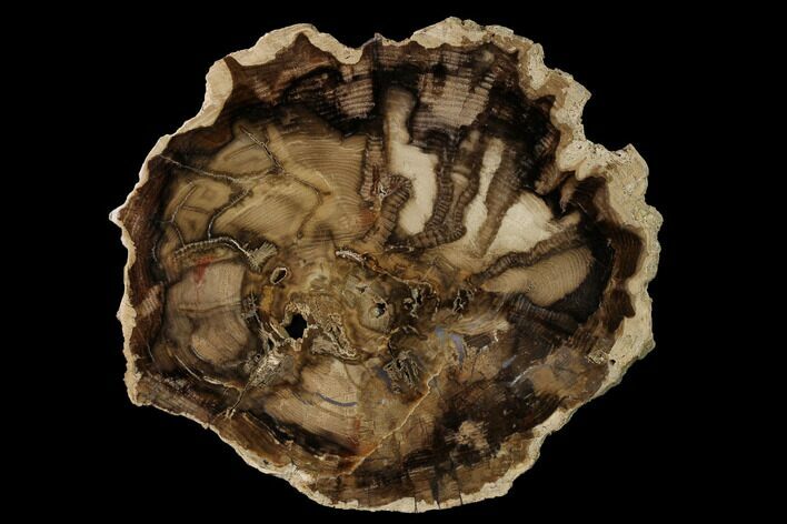 Petrified Black Ash (Fraxinus) Round - McDermitt, Oregon #125686
